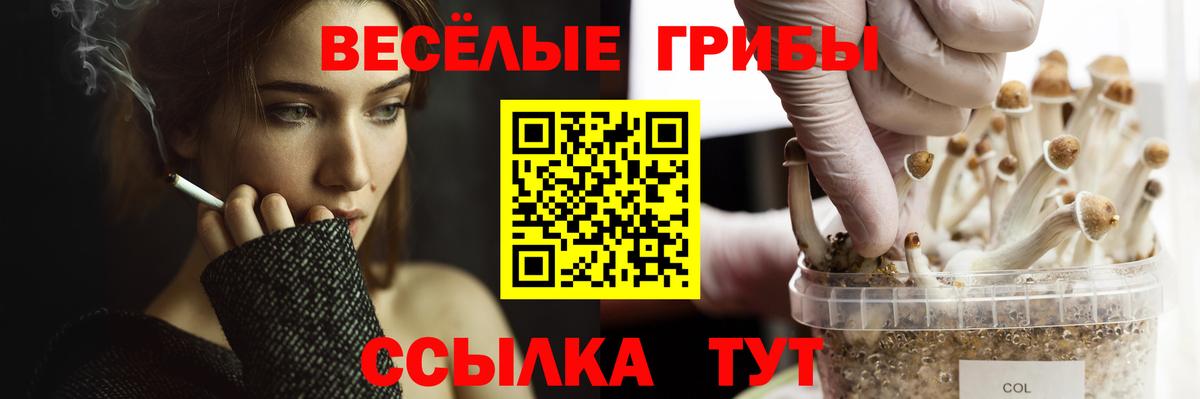 Псилоцибиновые грибы мицелий Новомосковск